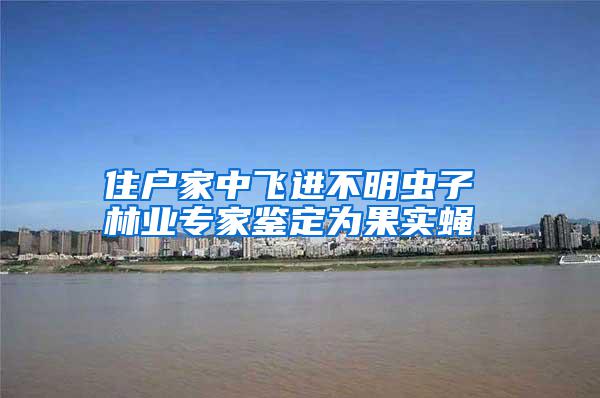 住戶家中飛進(jìn)不明蟲子 林業(yè)專家鑒定為果實蠅