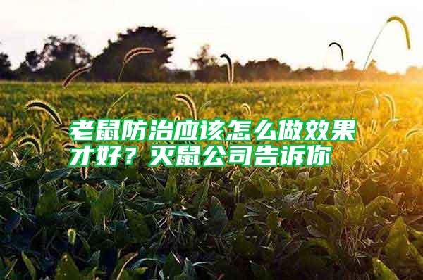 老鼠防治應(yīng)該怎么做效果才好?滅鼠公司告訴你