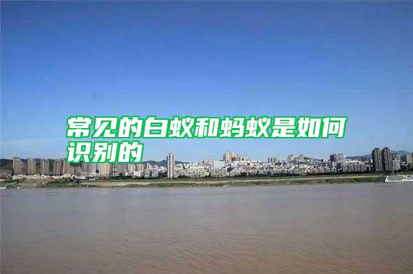 常見(jiàn)的白蟻和螞蟻是如何識(shí)別的