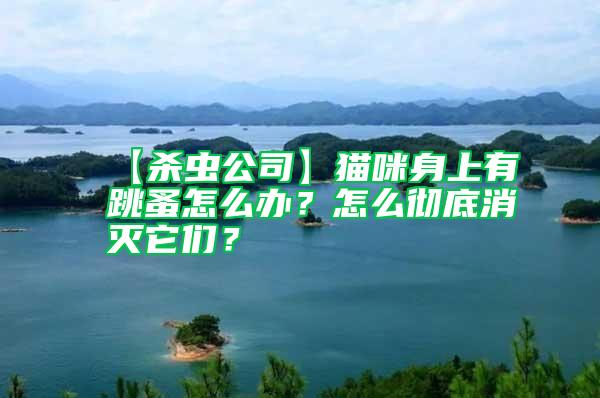 【殺蟲公司】貓咪身上有跳蚤怎么辦?怎么徹底消滅它們?