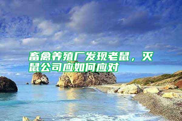畜禽養(yǎng)殖廠發(fā)現(xiàn)老鼠,滅鼠公司應(yīng)如何應(yīng)對(duì)