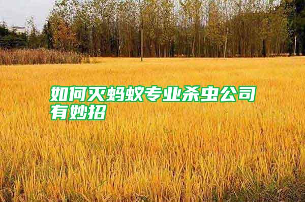 如何滅螞蟻專業(yè)殺蟲公司有妙招