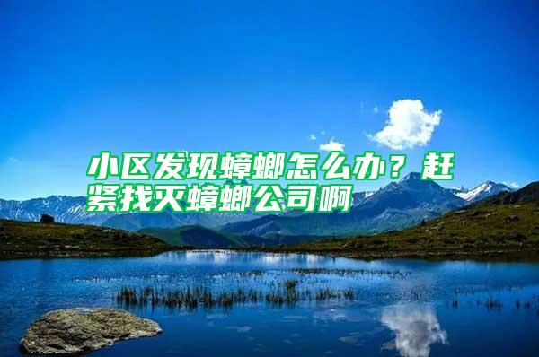 小區發現蟑螂怎么辦?趕緊找滅蟑螂公司啊