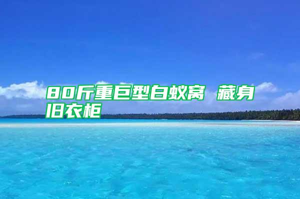 80斤重巨型白蟻窩 藏身舊衣柜