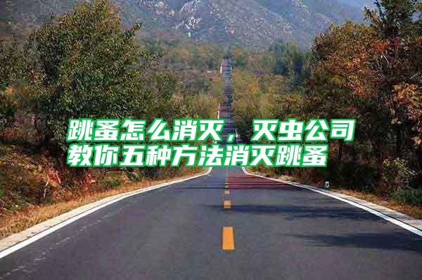 跳蚤怎么消滅，滅蟲公司教你五種方法消滅跳蚤