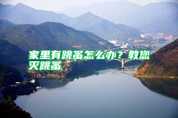 家里有跳蚤怎么辦？教您滅跳蚤