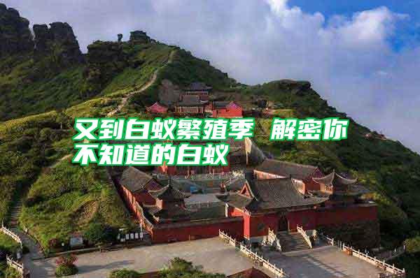 又到白蟻繁殖季 解密你不知道的白蟻