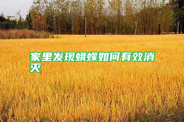 家里發現蛾蠓如何有效消滅