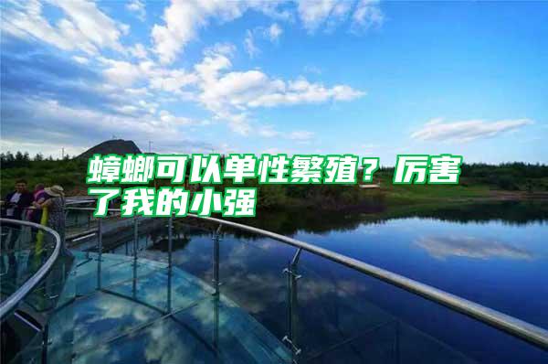 蟑螂可以單性繁殖？厲害了我的小強