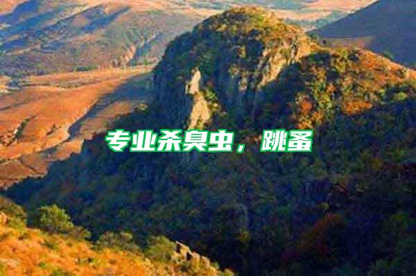 專業殺臭蟲，跳蚤