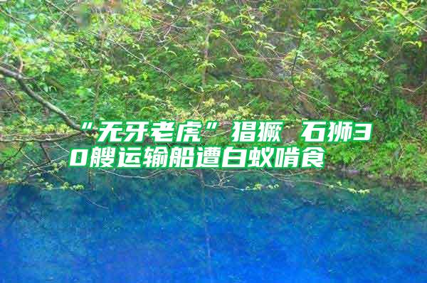 “無牙老虎”猖獗 石獅30艘運輸船遭白蟻啃食