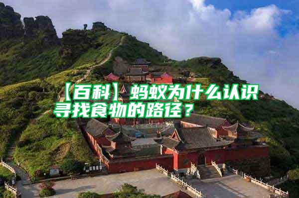 【百科】螞蟻為什么認(rèn)識尋找食物的路徑？