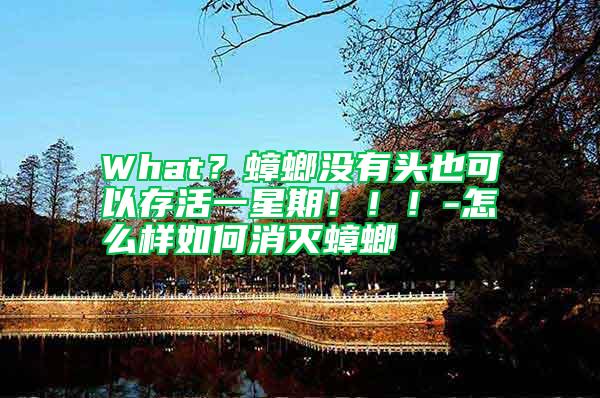 What？蟑螂沒(méi)有頭也可以存活一星期?。。?怎么樣如何消滅蟑螂