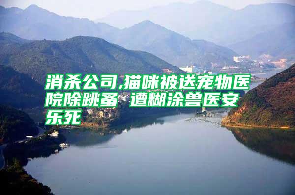消殺公司,貓咪被送寵物醫院除跳蚤 遭糊涂獸醫安樂死