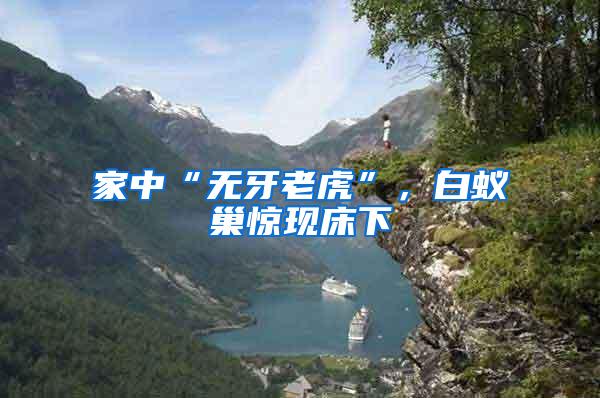 家中“無牙老虎”,白蟻巢驚現床下