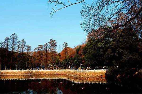 深圳專業殺臭蟲公司解析臭蟲的危害和生命周期