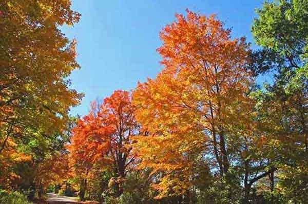 大廈蟑螂、蚊蠅、老鼠等病媒生物防治消殺作業方案