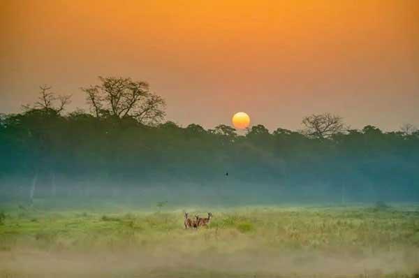 告訴您家庭怎樣滅鼠