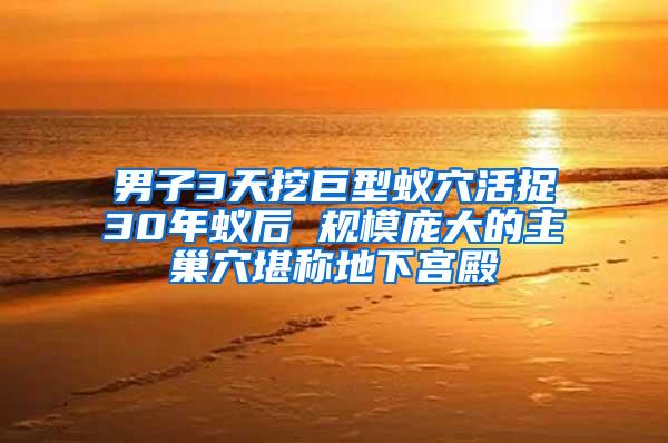 男子3天挖巨型蟻穴活捉30年蟻后 規(guī)模龐大的主巢穴堪稱(chēng)地下宮殿