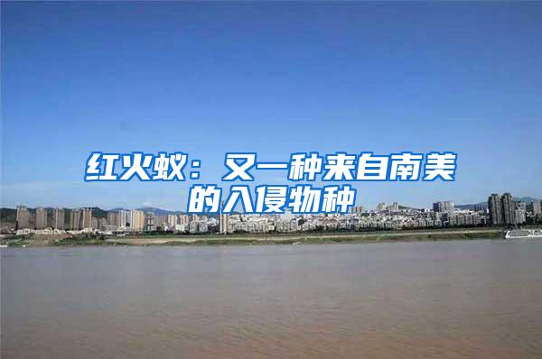 紅火蟻:又一種來(lái)自南美的入侵物種