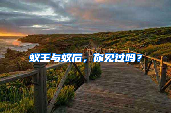 蟻王與蟻后,你見過嗎?