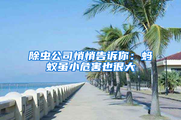 除蟲公司悄悄告訴你:螞蟻雖小危害也很大