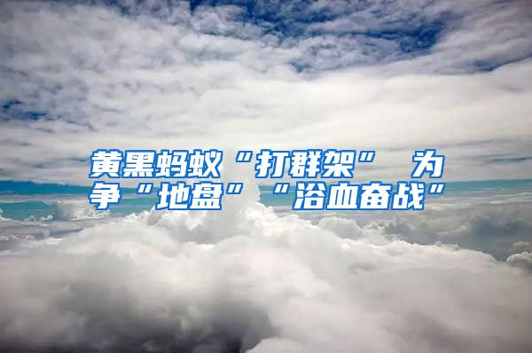 黃黑螞蟻“打群架” 為爭“地盤”“浴血奮戰”