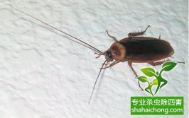 蟑螂這么強,怎樣才能徹底消滅蟑螂?