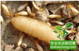 深圳白蟻防治公司 家中發(fā)現(xiàn)白蟻,別輕舉妄動(dòng)