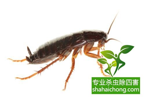 家里有蟑螂怎么辦,蟑螂怎么消滅 殺蟑螂公司怎么樣滅蟑螂