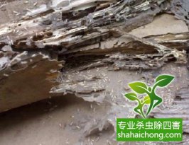 深圳白蟻防治比較專業(yè)的公司如何檢查和滅治白蟻