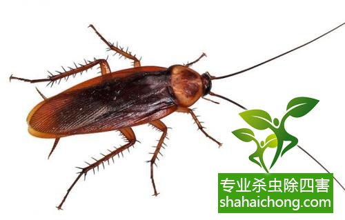 除蟑螂滅蟑螂的方法 如何消滅蟑螂,怎么樣滅除蟑螂