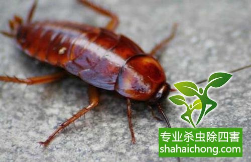 殺蟑螂公司怎么樣滅蟑螂