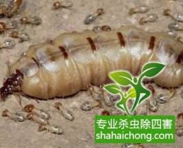 深圳白蟻防治白蟻來(lái)襲，房門(mén)咬出個(gè)大窟窿