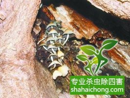 深圳白蟻防治公司對白蟻的綜合治理之監測