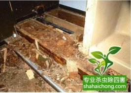 深圳白蟻防治白蟻來襲，當心！