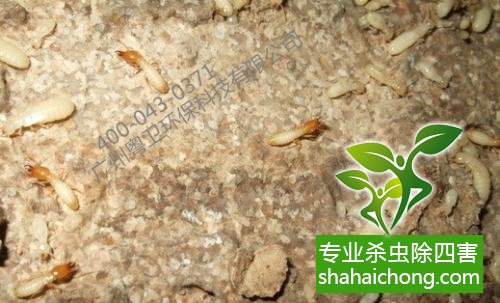 防治白蟻,白蟻防治方法 白蟻怎么治,白蟻防治方法