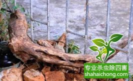 深圳白蟻防治工作對(duì)白蟻生物學(xué)特性研究