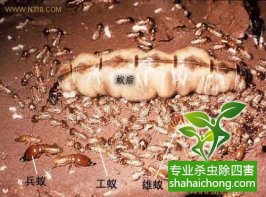深圳白蟻防治公司防白蟻深圳滅白蟻專(zhuān)業(yè)的公司
