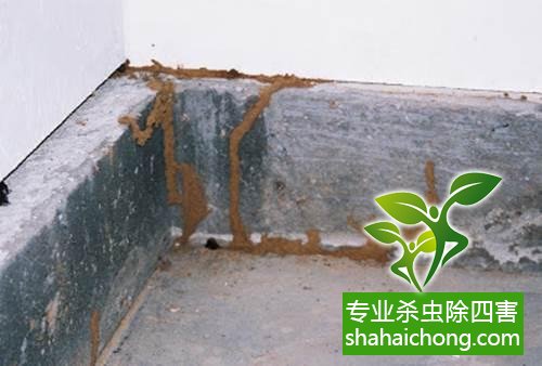 防治白蟻,白蟻防治方法 白蟻怎么治,怎么防治白蟻方法