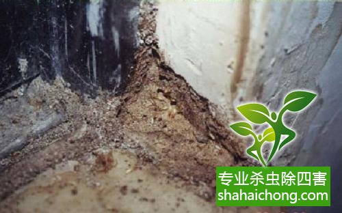 防治白蟻,白蟻防治方法 白蟻怎么治,怎么防治白蟻方法