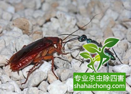 家里有蟑螂怎么辦,蟑螂怎么消滅 殺蟑螂公司怎么樣滅蟑螂