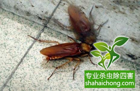 家里有蟑螂怎么辦,蟑螂怎么消滅 殺蟑螂公司怎么樣滅蟑螂