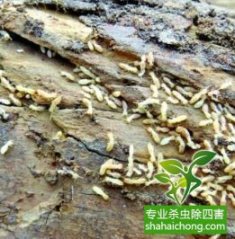 深圳白蟻防治公司教你遇到白蟻該如何去處理，處理的方法有那些？