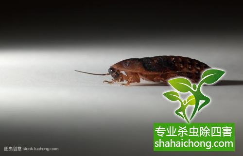 除蟑螂滅蟑螂的方法 如何消滅蟑螂,怎么樣滅除蟑螂