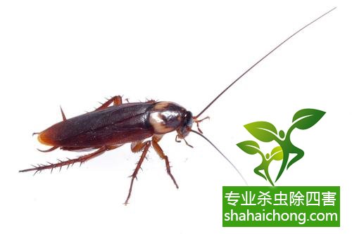 除蟑螂滅蟑螂的方法 如何消滅蟑螂,怎么樣滅除蟑螂