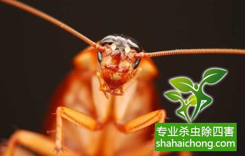 家里有蟑螂怎么辦,蟑螂怎么消滅 殺蟑螂公司怎么樣滅蟑螂