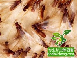 深圳白蟻防治公司白蟻的紛飛繁殖季節(jié)，怎么防治