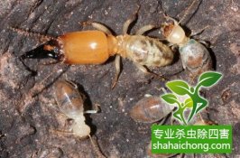 深圳白蟻防治公司白蟻危害-