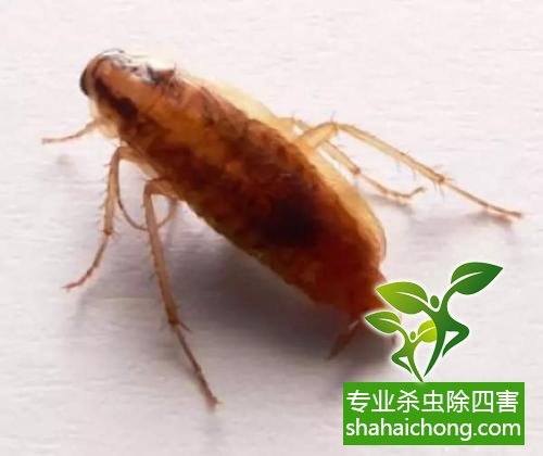 除蟑螂滅蟑螂的方法 如何消滅蟑螂,怎么樣滅除蟑螂